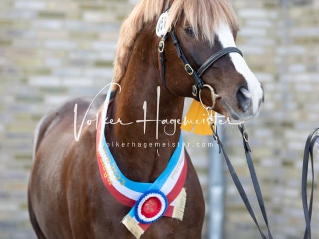 Impressionen PSB Körung Samstag 14