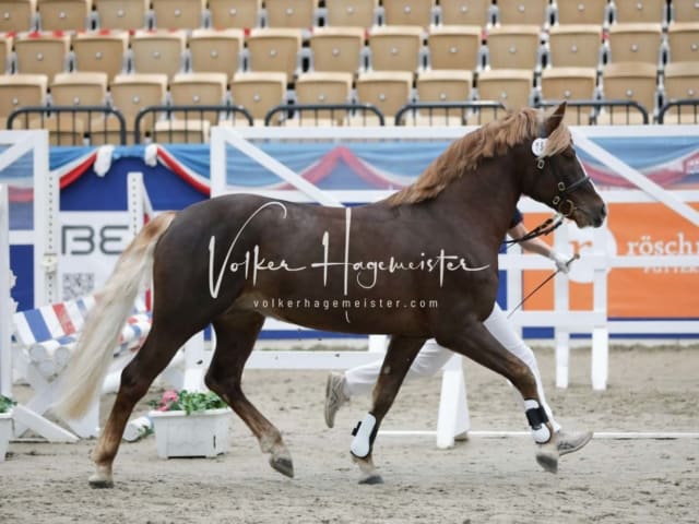 Impressionen PSK Körung Freitag 17