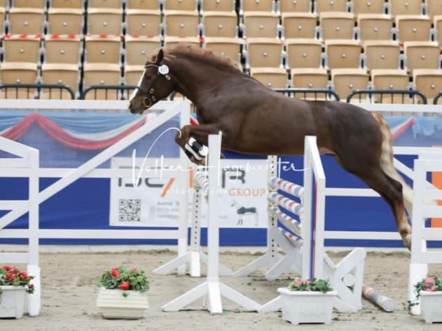 Impressionen PSK Körung Freitag 18