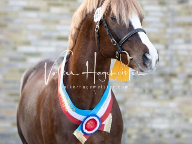 Impressionen PSB Körung Samstag 15