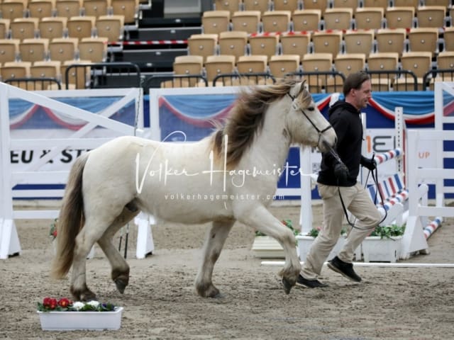 Impressionen PSK Körung Freitag 20
