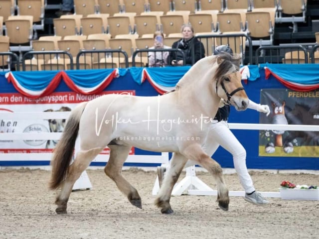 Impressionen PSB Körung Samstag 17
