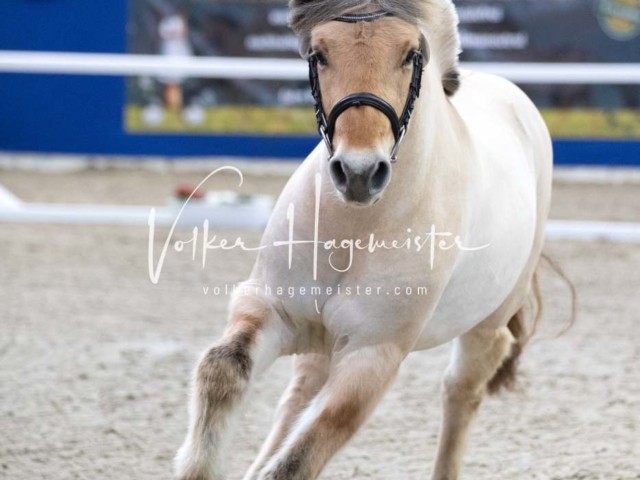 Impressionen PSB Körung Samstag 19