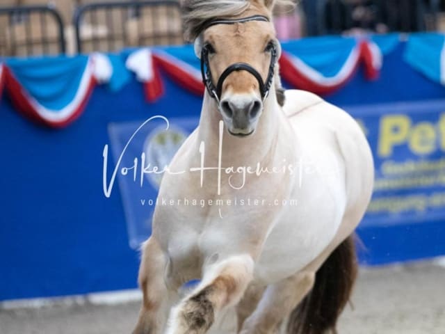 Impressionen PSB Körung Samstag 20