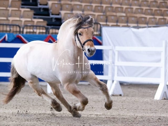 Impressionen PSB Körung Samstag 21