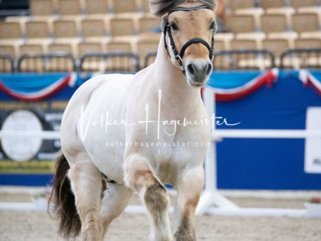 Impressionen PSB Körung Samstag 23