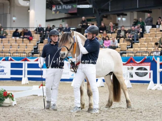 Impressionen PSB Körung Samstag 25