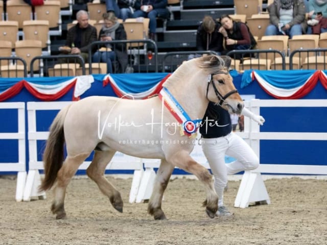 Impressionen PSB Körung Samstag 28