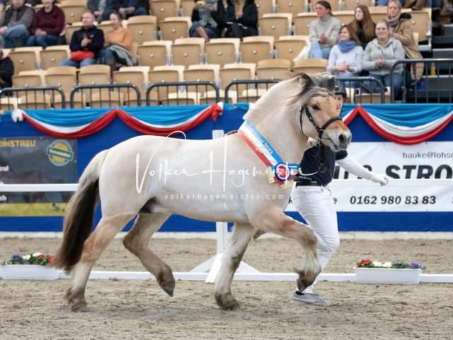Impressionen PSB Körung Samstag 29
