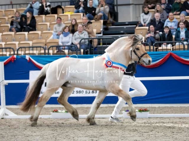 Impressionen PSB Körung Samstag 30
