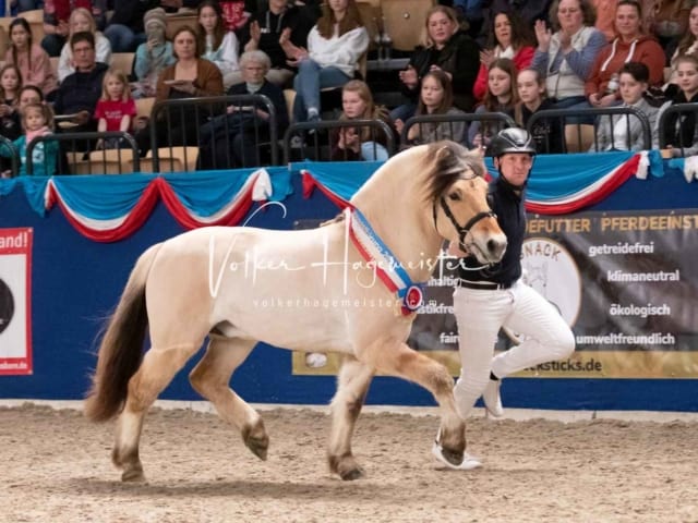 Impressionen PSK Körung Sonntag 3