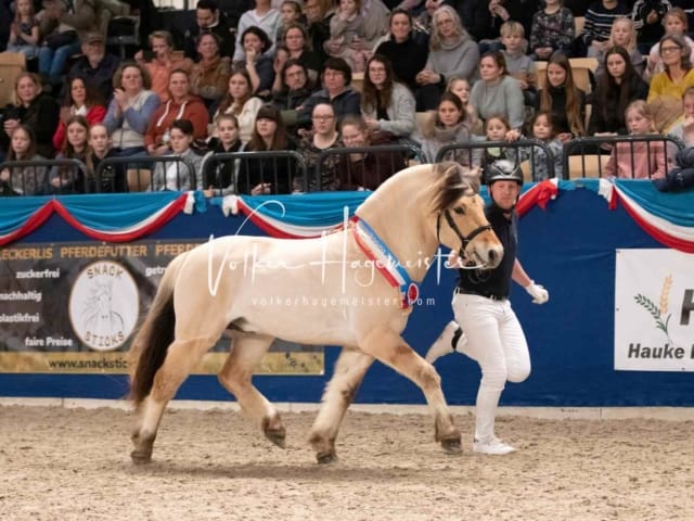 Impressionen PSK Körung Sonntag 4