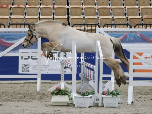 Impressionen PSK Körung Freitag 21