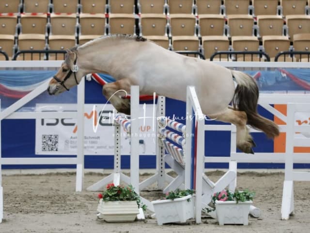 Impressionen PSK Körung Freitag 22