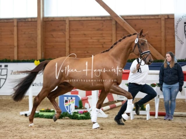 ZfdP Körung Freitag 19