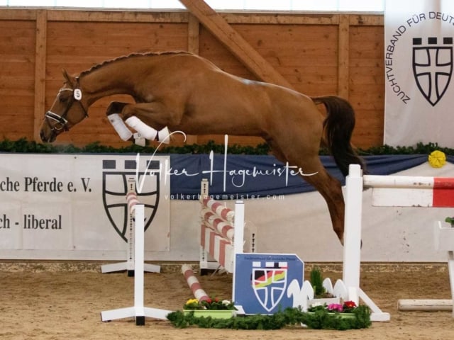 ZfdP Körung Freitag 20