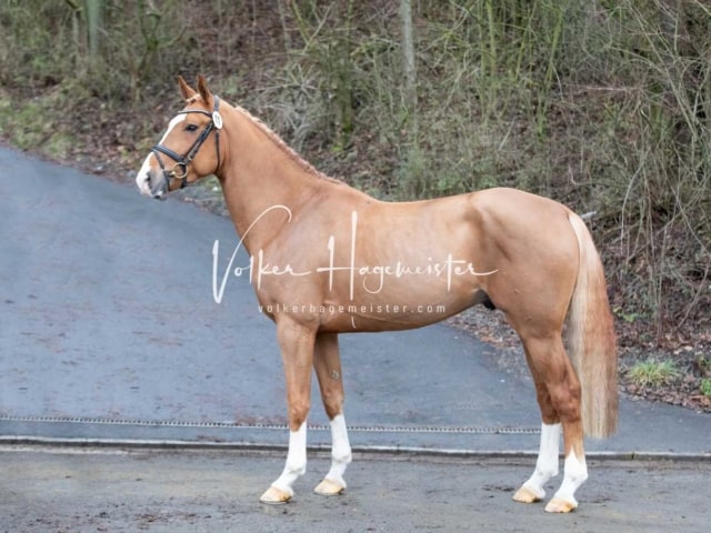 ZfdP Körung Freitag 28