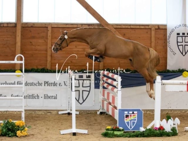 ZfdP Körung Samstag 11