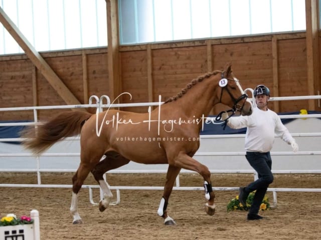 ZfdP Körung Samstag 12