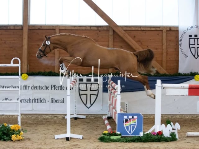 ZfdP Körung Samstag 14