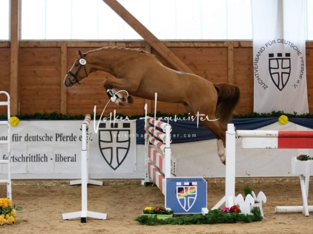 ZfdP Körung Samstag 15