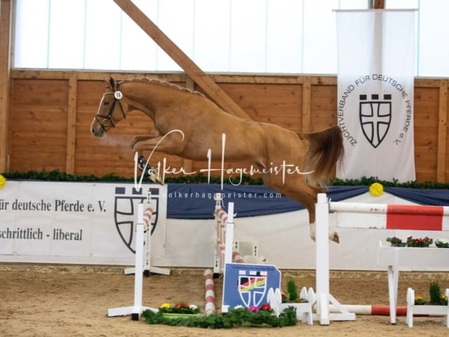 ZfdP Körung Freitag 29