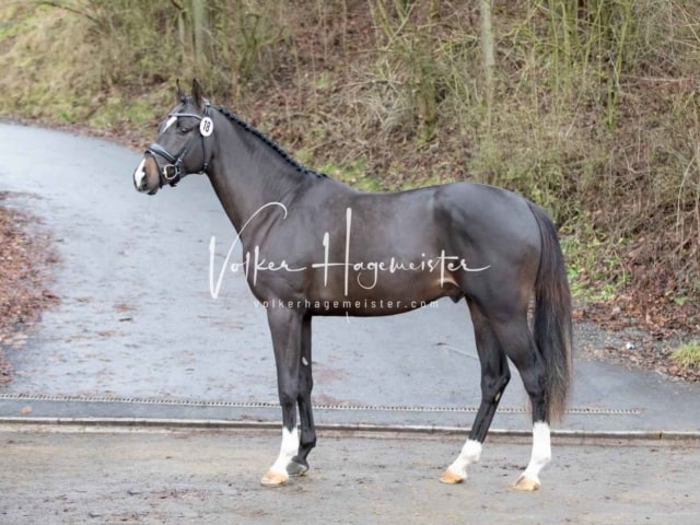 ZfdP Körung Freitag 30