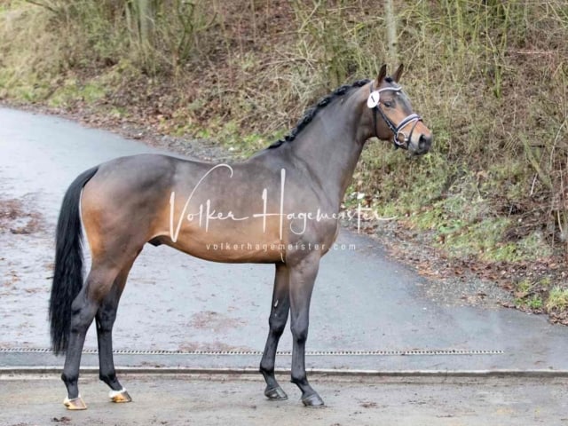 ZfdP Körung Freitag 21