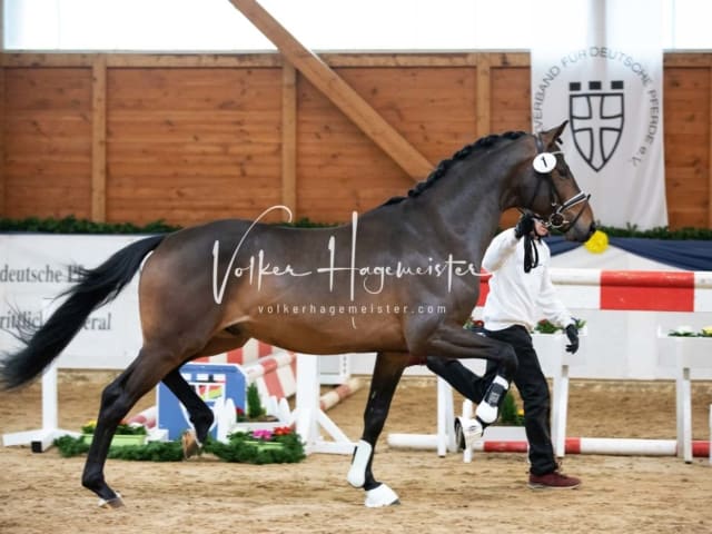 ZfdP Körung Freitag 23