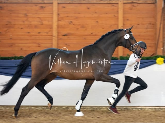 ZfdP Körung Samstag 1