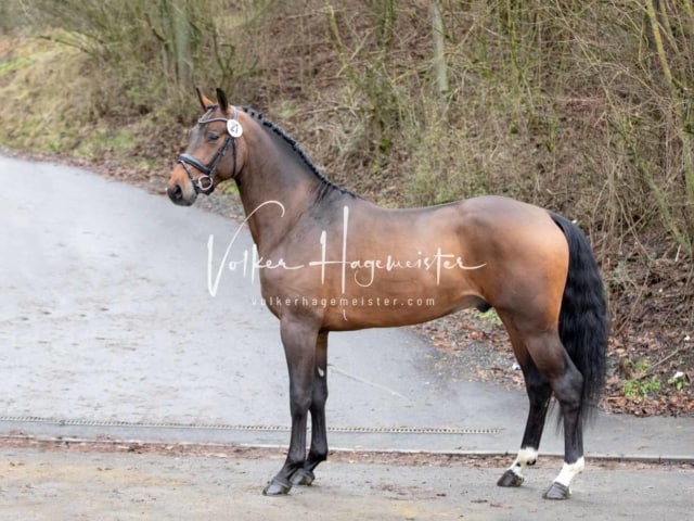 ZfdP Körung Freitag 1