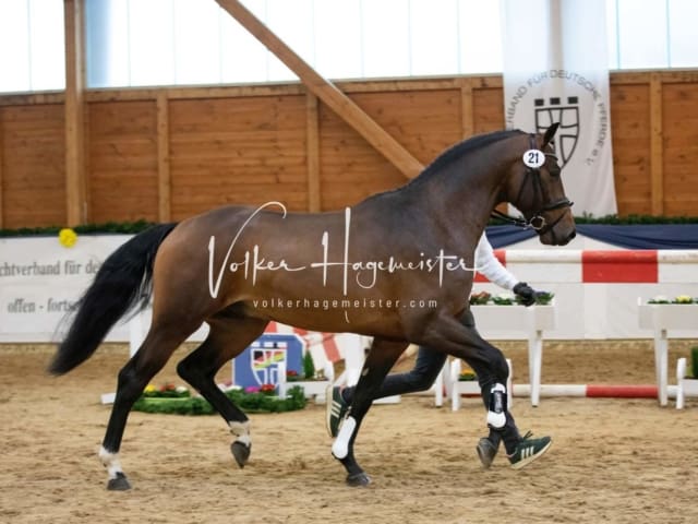 ZfdP Körung Samstag 16