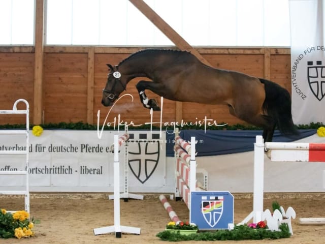 ZfdP Körung Samstag 17