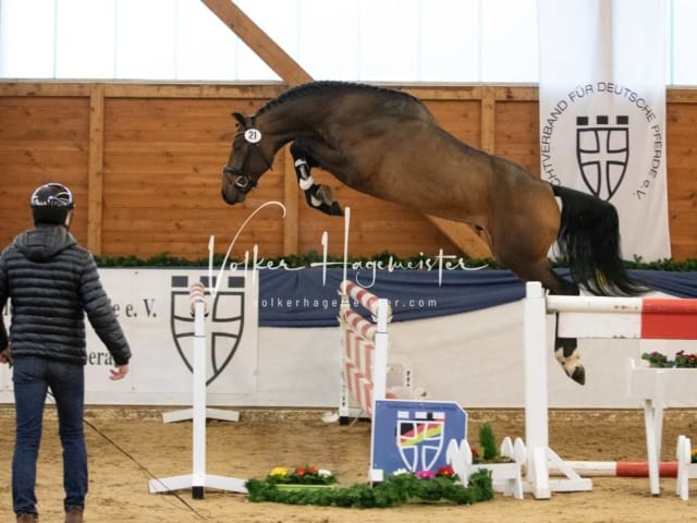 ZfdP Körung Samstag 18