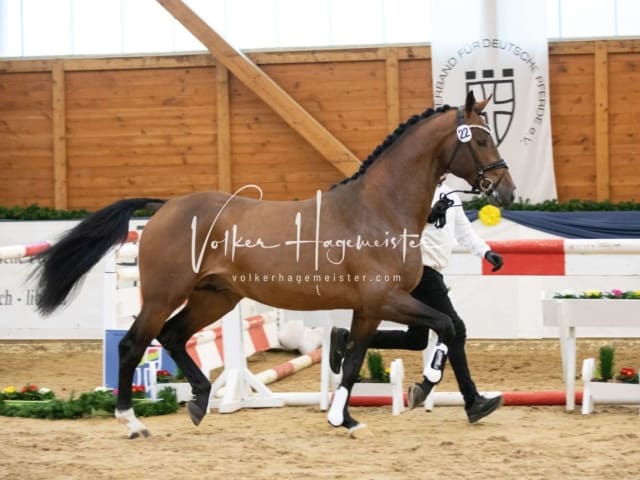 ZfdP Körung Freitag 2