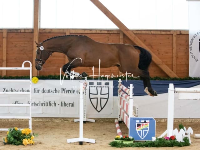 ZfdP Körung Samstag 19