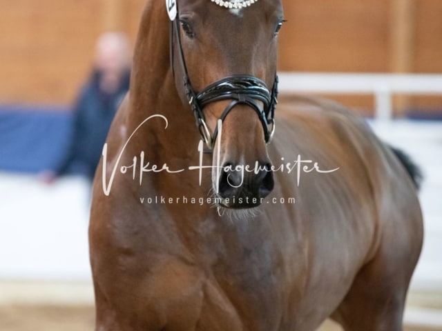 ZfdP Körung Samstag 20