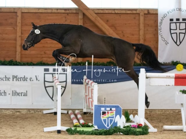 ZfdP Körung Freitag 3