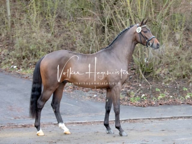 ZfdP Körung Freitag 4