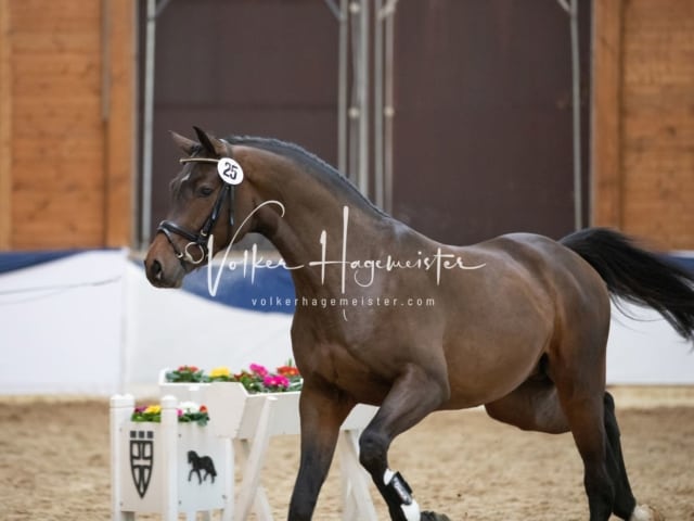 ZfdP Körung Samstag 21