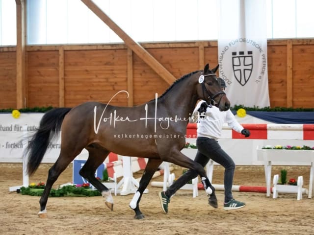 ZfdP Körung Samstag 22