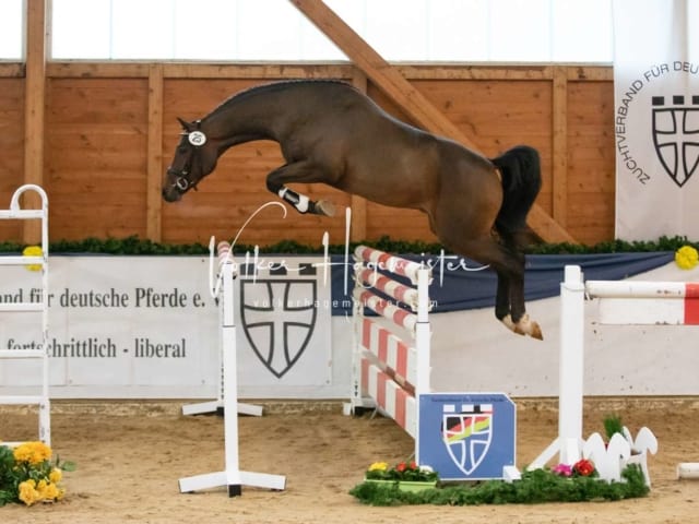 ZfdP Körung Samstag 23