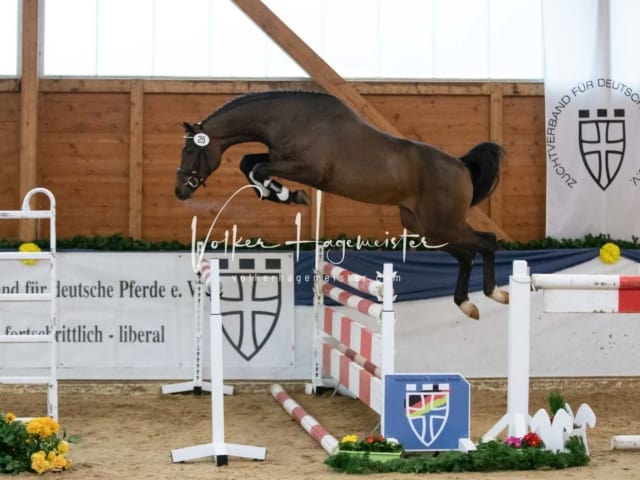 ZfdP Körung Samstag 24