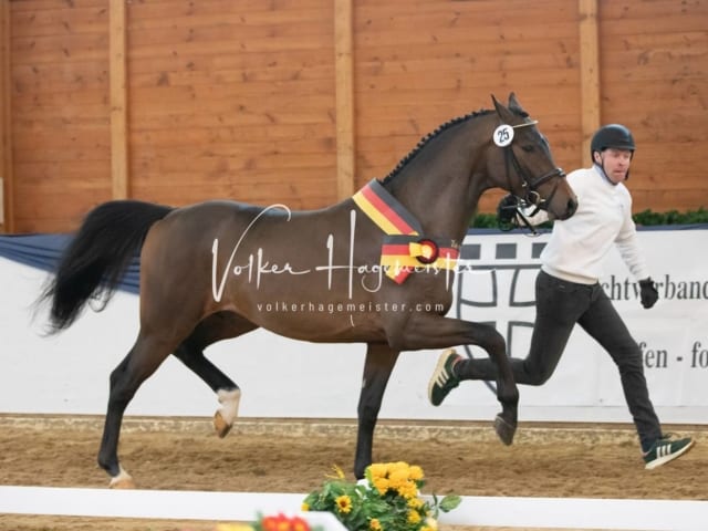 ZfdP Körung Samstag 25