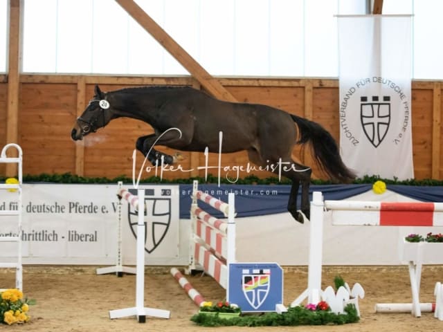 ZfdP Körung Samstag 26