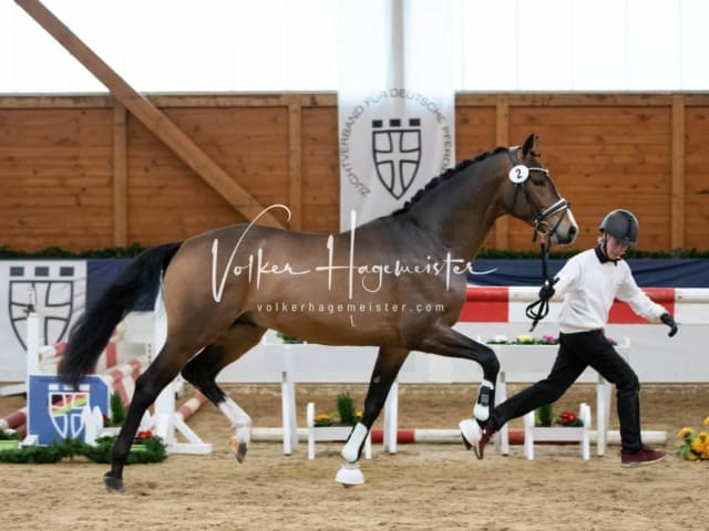 ZfdP Körung Freitag 26