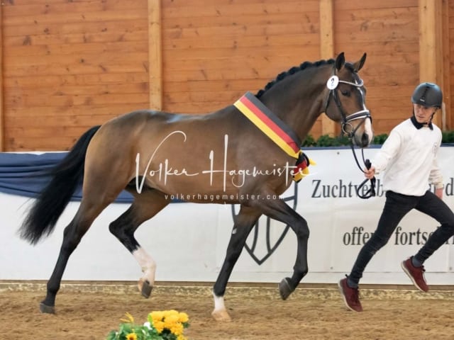 ZfdP Körung Samstag 2