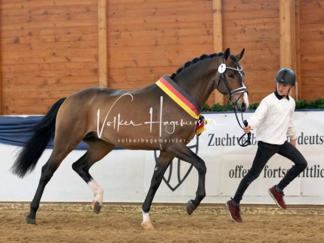 ZfdP Körung Samstag 3