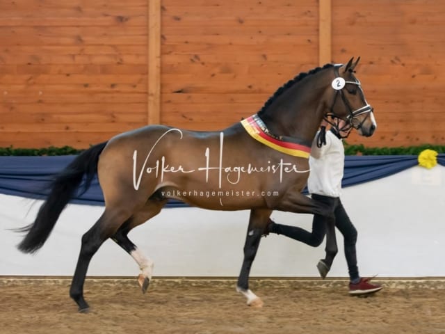 ZfdP Körung Samstag 4