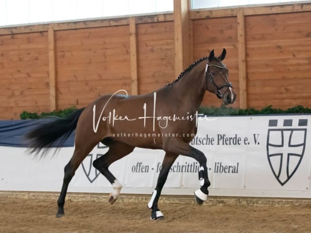 ZfdP Körung Samstag 5